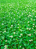 Medicinal plant, white clover field.