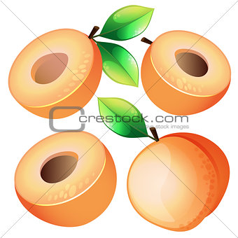 Composition of Apricot on white background. Apricot icon, fruit set. Juicy Apricot, Apricot Slice. Fruit Composition for Packaging Juice, Yogurt and other design.fruits apricot with leaves and slices