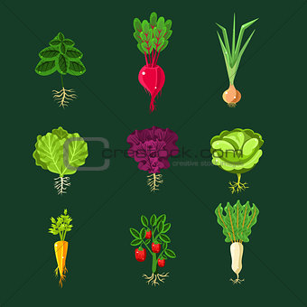 Fresh Vegetable Plants With Roots Set