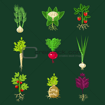 Fresh Vegetable Plants With Roots Collection