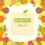 Grapefruit, lime, lemon and orange. Citrus mix isolated on white background can be used for cafe menu design. Citrus frame.