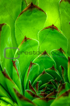 Sempervivum plant during flowering