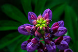 Lupine plant during flowering