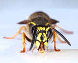 Wasp eating nectar