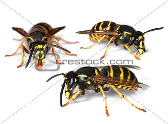 Busy wasps on white