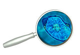 Magnifying glass and amoeba