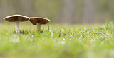 Two live wild mushrooms growing panorama