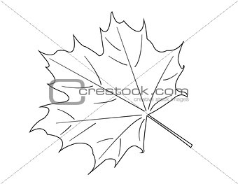 Maple Leaf. vector