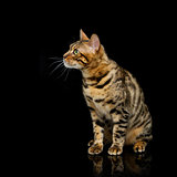Beautiful bengal cat