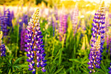 Lupines in a field in the sunlight