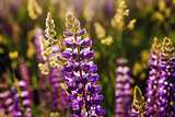 Lupines in a field in the sunlight