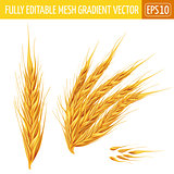 Ears of wheat on white background. Vector illustration