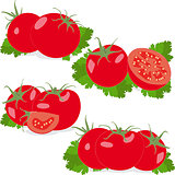 Tomato. Set tomatoes and parsley leaves. Isolated vegetables on white background