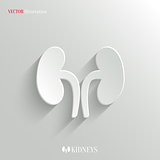 Kidneys icon - vector white app button