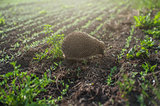 hedgehog at the field