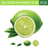 Lime on white background. Vector illustration