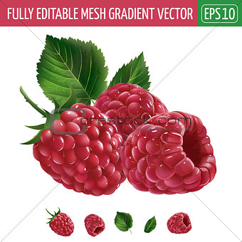 Raspberries on white background. Vector illustration