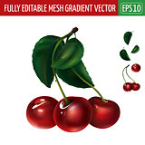 Cherry on white background. Vector illustration