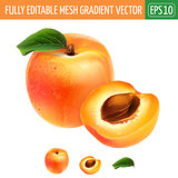 Apricot on white background. Vector illustration
