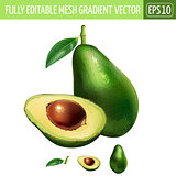 Avocado on white background. Vector illustration