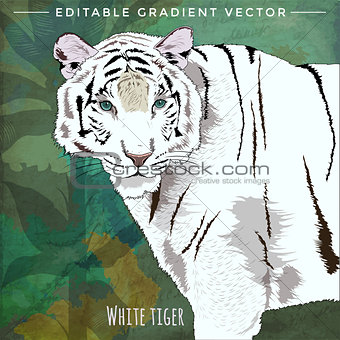 Wild Cats. White Tiger