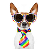 gay pride dog 