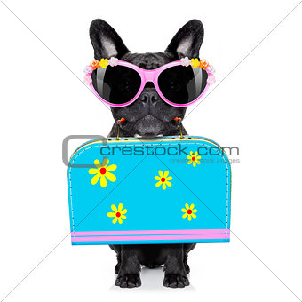 dog on summer  holiday vacation