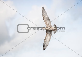 Young Seagull Flying
