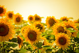 Field of Beautiful Bright Sunflowers at Sunset