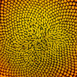 Pattern of Beautiful Bright Sunflower. Summer Flower Background