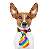 gay pride dog 