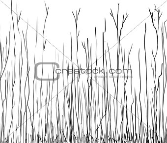 Outline illustration of tall thin trees