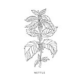 Nettle Hand Drawn Realistic Sketch