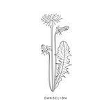 Dandelion Hand Drawn Realistic Sketch