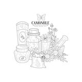 Camomile Natural Product Hand Drawn Realistic Sketch