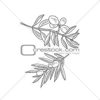 Two Olive Branches Hand Drawn Realistic Sketch