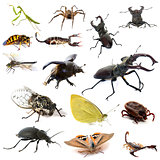 insects and scorpions