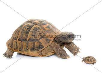 Hermanns Tortoise and baby turtle