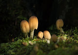 Fungus in Sunlight