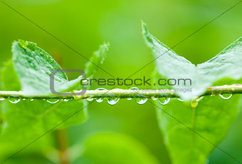 Droplets of Water on Plant after Rain in the Garden