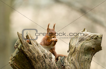Red Squirrel with Hazelnut