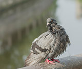 Grey city pigeon