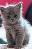 beautiful fluffy gray kitten looking at the camera