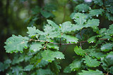 green oak leaves