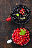 Fresh delicious organic red and black currants