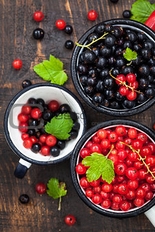 Fresh delicious organic red and black currants