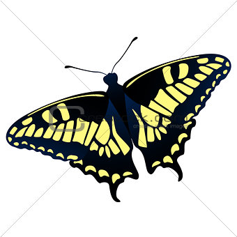 Papilio machaon butterfly vector illustration