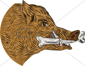 Wild Boar Razorback Bone In Mouth Drawing