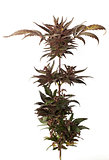 marijuana cannabis blooming flower close up