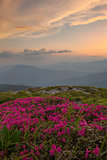 rhododendron in the Carpathian mountains and dramatic sky